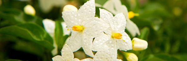 Flor de jasmim