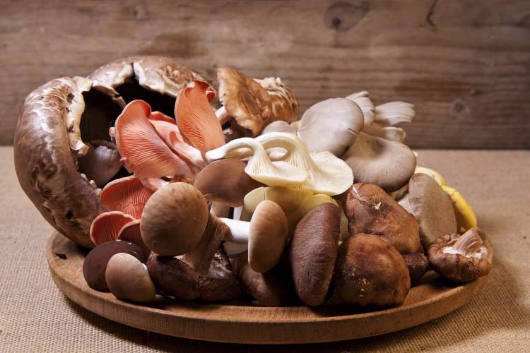 Cogumelos são alimentos ricos em proteínas