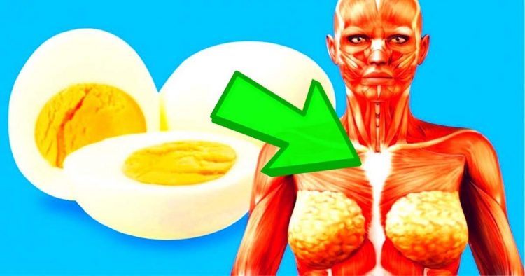 Saiba o que acontece se você comer um ovo todos os dias