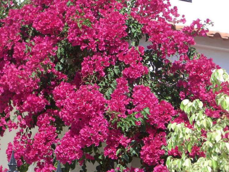 Buganvília é uma das Espécies de Flores para atrair Borboletas ao seu Jardim