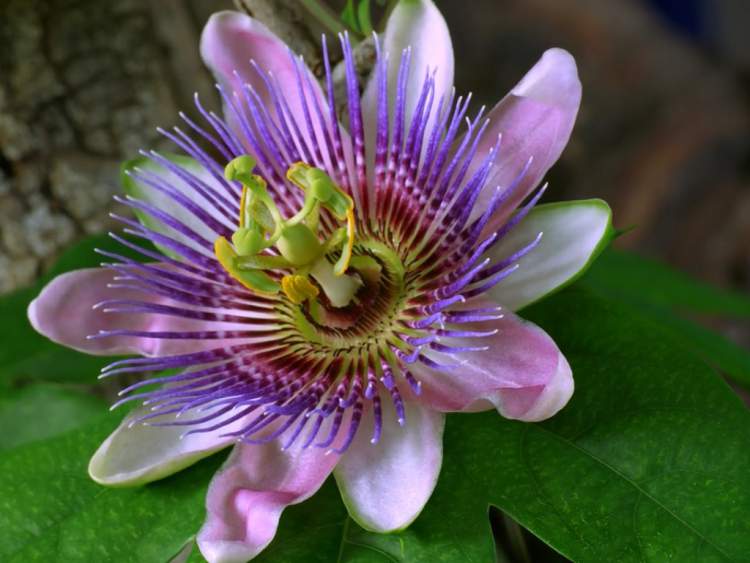 Flor de Maracujá é uma das Espécies de Flores para atrair Borboletas ao seu Jardim