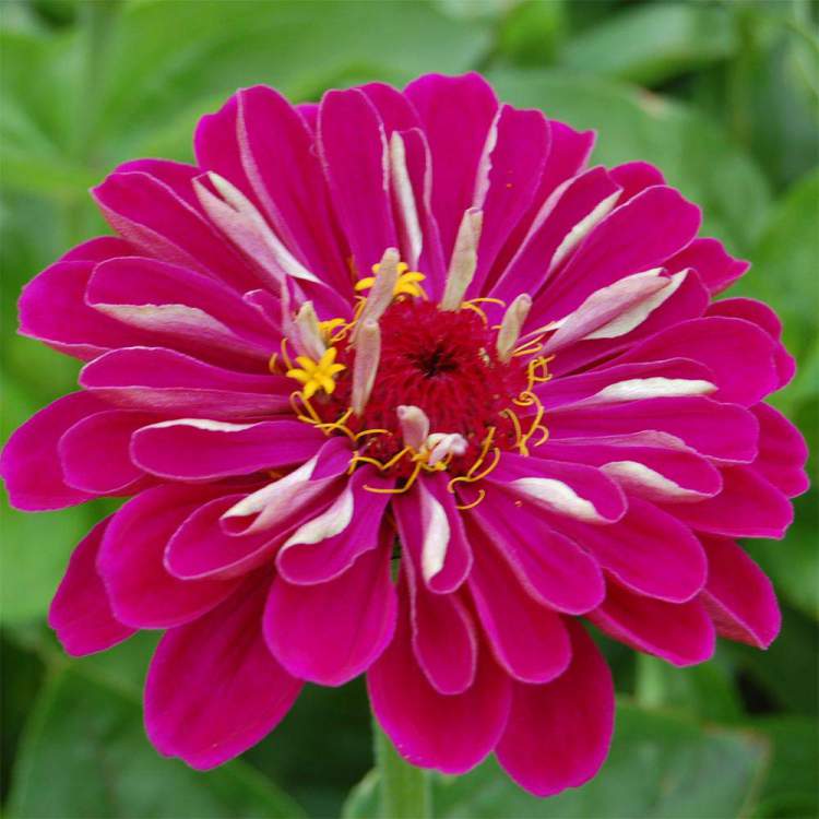 Zínia é uma das Espécies de Flores para atrair Borboletas ao seu Jardim
