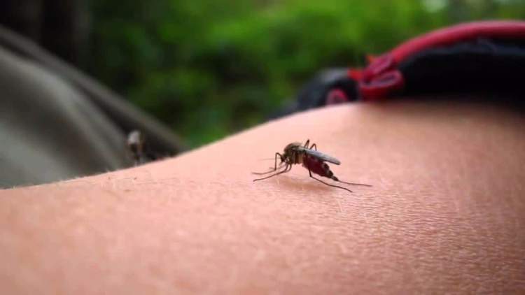7 razões que explicam por que os mosquitos só picam você