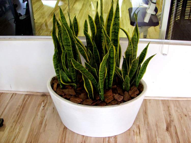 Espada-de-São-Jorge é uma das Plantas para Colocar Dentro de Casa e que Não Precisam de Muita Água