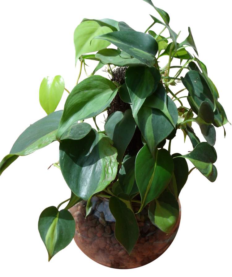 Filodendro é uma das Plantas para Colocar Dentro de Casa e que Não Precisam de Muita Água