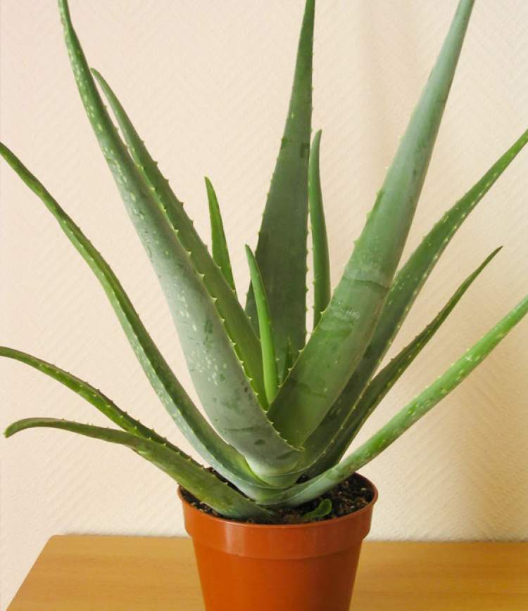 Aloe Vera é uma das Plantas para Colocar Dentro de Casa e que Não Precisam de Muita Água