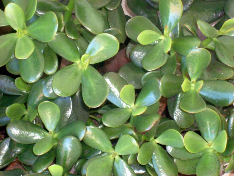 Jade é uma das Plantas para Colocar Dentro de Casa e que Não Precisam de Muita Água