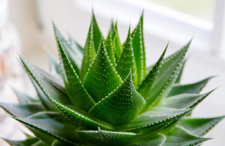 Aloe vera é uma das plantas perfeitas para decorar o interior da sua casa