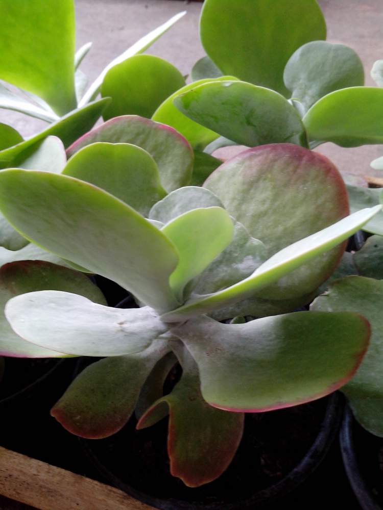 Orelha-de-Elefante é uma das plantas perfeitas para decorar o interior da sua casa