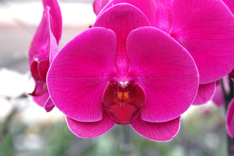 Phalaenopsis é uma das plantas perfeitas para decorar o interior da sua casa