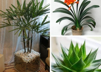 Plantas perfeitas para decorar o interior da sua casa