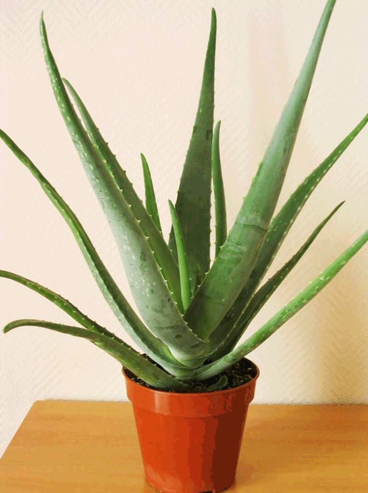 Aloe Vera é uma das plantas para decorar o apartamento com muita elegância e bom gosto