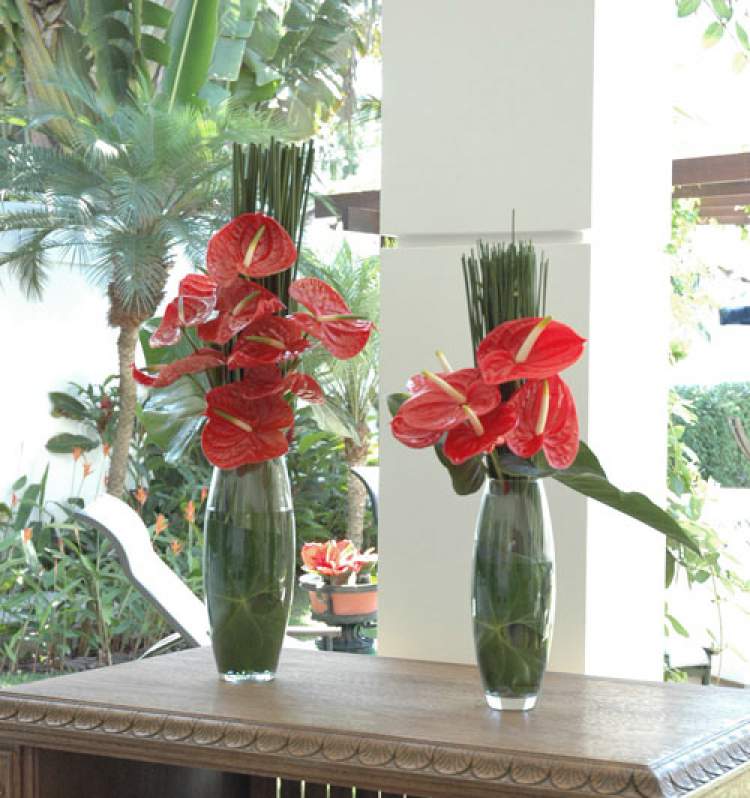 Antúrio é uma das plantas para decorar o apartamento com muita elegância e bom gosto
