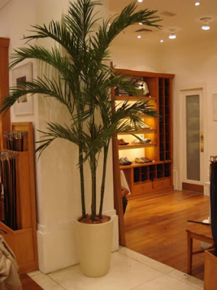 Areca é uma das plantas para decorar o apartamento com muita elegância e bom gosto