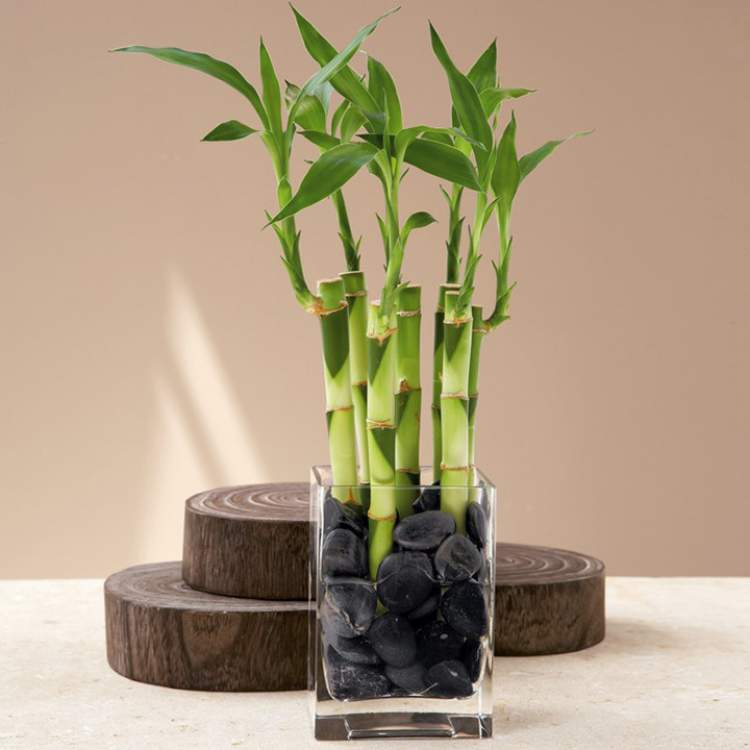 Bambu da Sorte é uma das plantas para decorar o apartamento com muita elegância e bom gosto