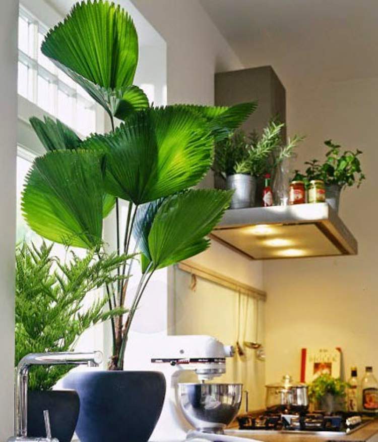 Licuala é uma das plantas para decorar o apartamento com muita elegância e bom gosto