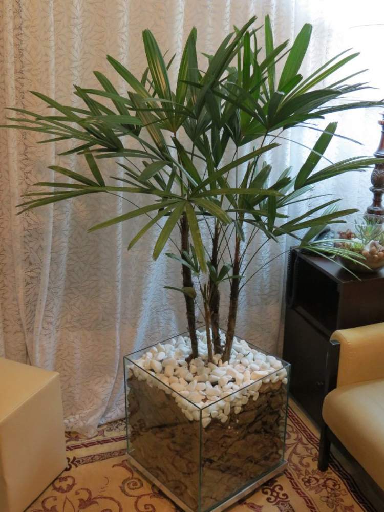 Palmeira Ráfis é uma das plantas para decorar o apartamento com muita elegância e bom gosto