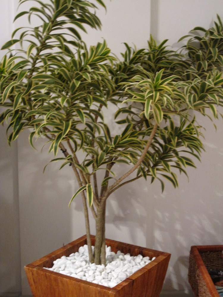 Pleomele é uma das plantas para decorar o apartamento com muita elegância e bom gosto