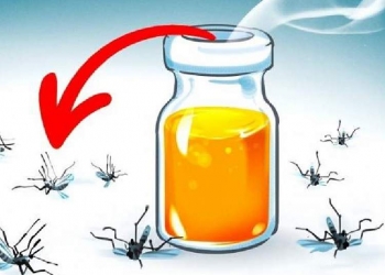 Conheça os aromas que espantam os mosquitos