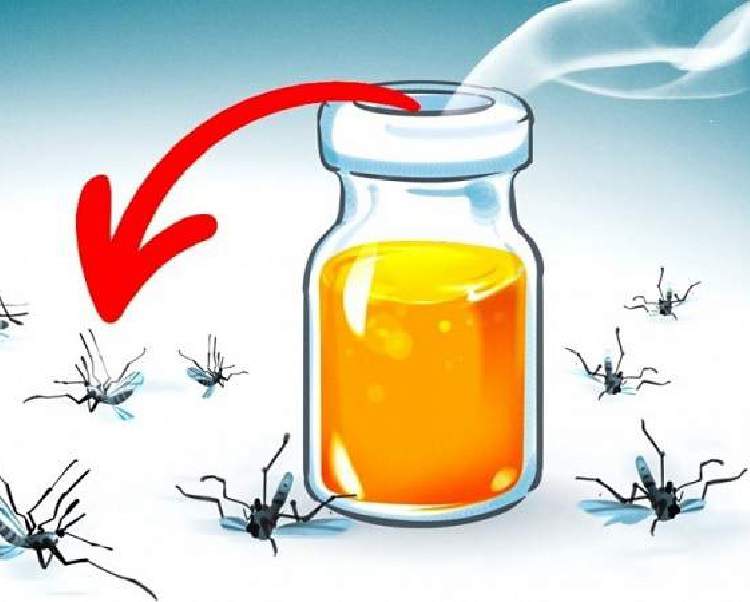 Conheça os aromas que espantam os mosquitos