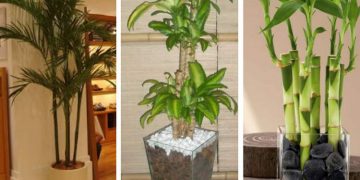 Melhores plantas para decorar o apartamento com muita elegância e bom gosto