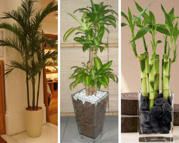 20 plantas para decorar o apartamento com muita elegância e bom gosto -  Site de Beleza e Moda