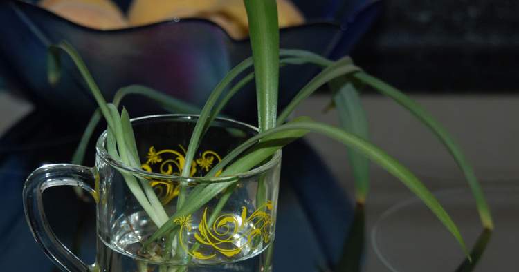 clorofito é uma das plantas decorativas que você pode cultivar em um copo com água