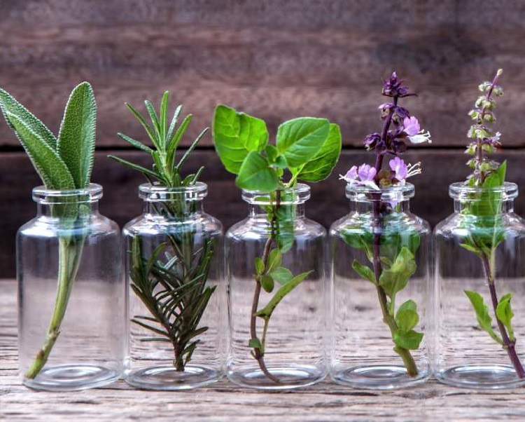Top plantas decorativas que você pode cultivar em um copo com água
