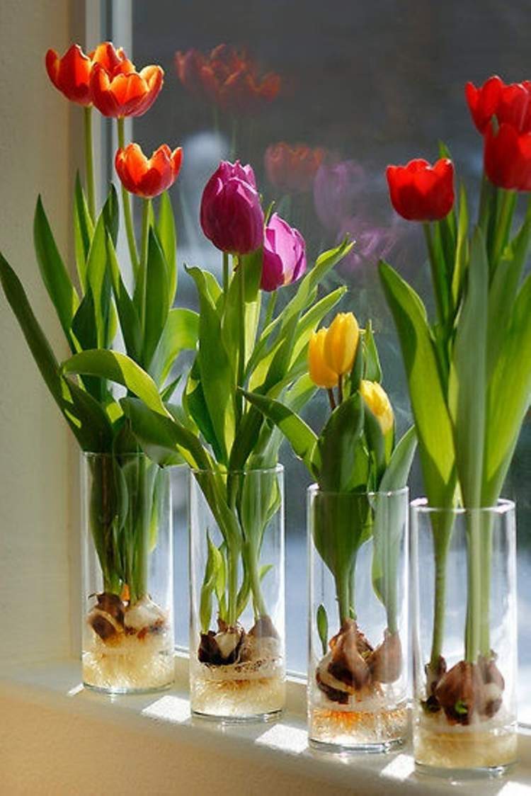 Tulipas são plantas decorativas que você pode cultivar em um copo com água
