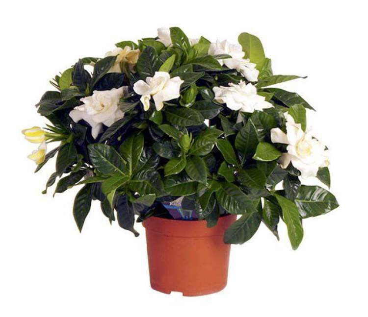 Gardênia é uma das plantas que podem ser cultivadas no escritório para reduzir o estresse