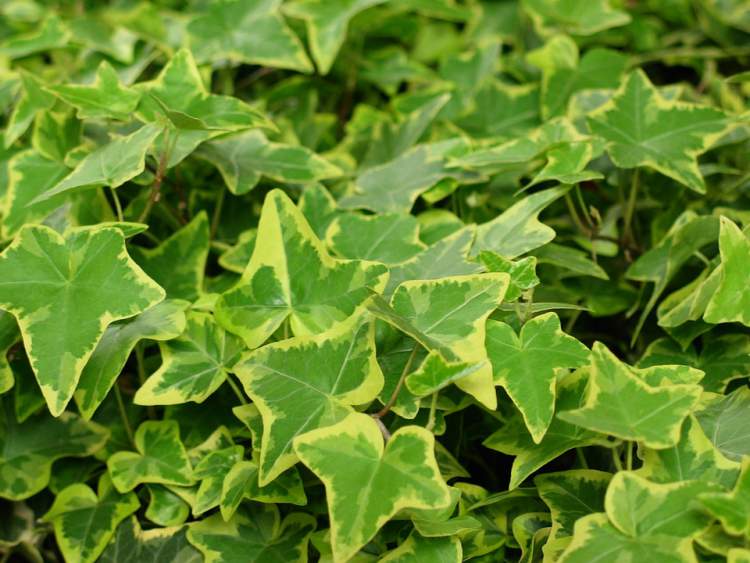 Ivy é uma das plantas que podem ser cultivadas no escritório para reduzir o estresse