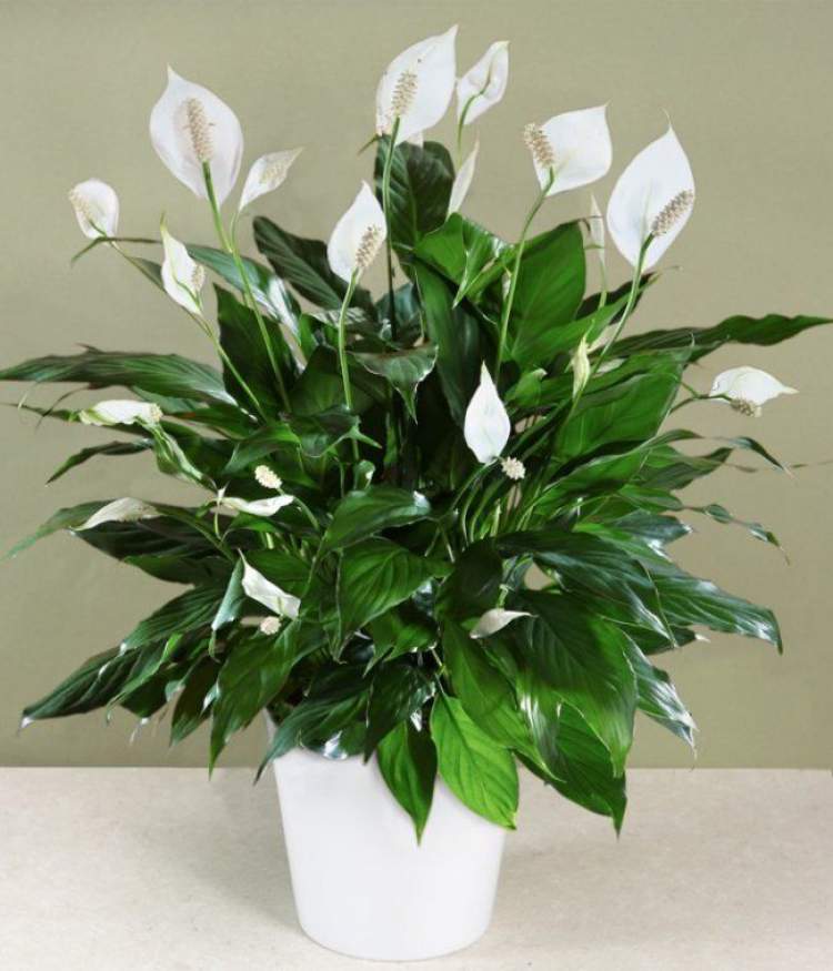 Lírio-da-Paz é uma das plantas que podem ser cultivadas no escritório para reduzir o estresse