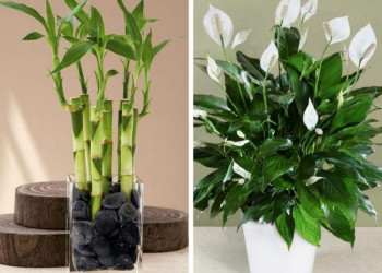 Plantas que podem ser cultivadas no escritório para reduzir o estresse