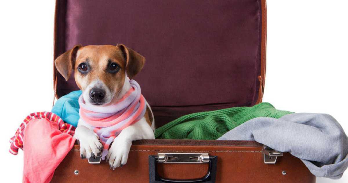 Viajar em segurança com o pet requer cuidados que precisam ser tomados com antecedência