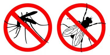 Truques caseiros para espantar moscas e mosquitos