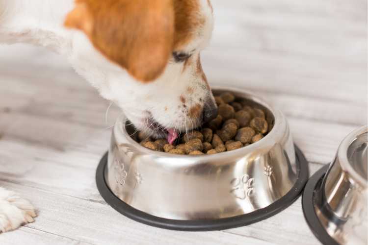 Pote de comida dos pets é um dos objetos de casa que são muito sujos
